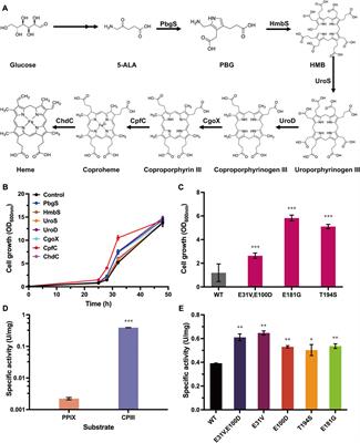 Development of a growth-coupled selection platform for directed evolution of heme biosynthetic enzymes in Corynebacterium glutamicum